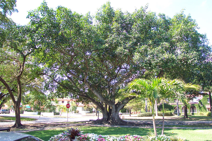  2001, City of Coral Gables